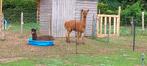 3  schattig alpaca hengste, Dieren en Toebehoren, Overige Dieren