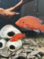 Hemichromis lifalili "Blood Red Jewel"


Kleintjes te hoop!!, Dieren en Toebehoren