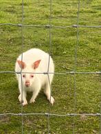 Kangaroe, Dieren en Toebehoren, Overige Dieren