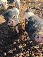 Mini varkentjes – 4 beertjes geboren op 21 juli, Dieren en Toebehoren, Mannelijk, Varken, 0 tot 2 jaar