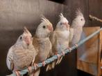 valkparkieten te koop, Dieren en Toebehoren, Geringd