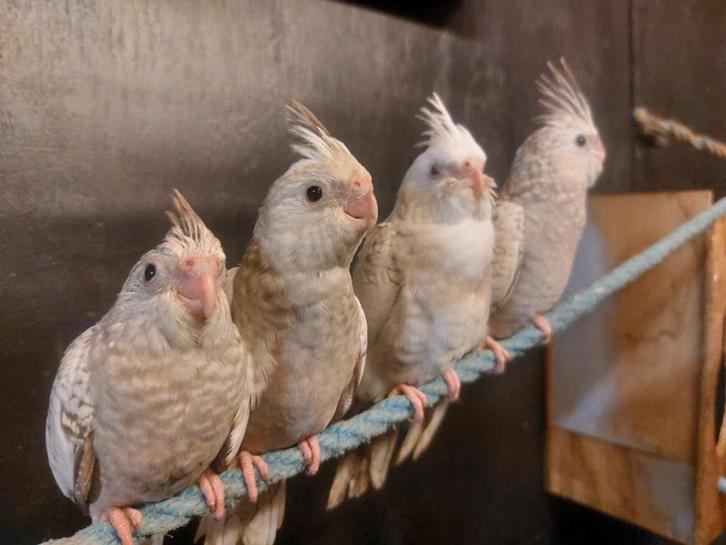 valkparkieten te koop, Dieren en Toebehoren, Vogels | Parkieten en Papegaaien, Tam, Geringd