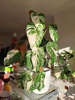 Monstera albo variegata, Enlèvement