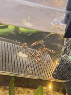 Helena slakken 20 tal, Dieren en Toebehoren, Vissen | Aquariumvissen, Vis, Zoetwatervis, Schoolvis