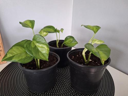 Scindapsus Epipremnum (drakenklimop), Huis en Inrichting, Kamerplanten, Ophalen