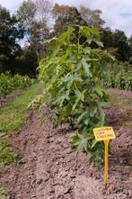 Liquidambar styraciflua 'Worplesdon'/ amberboom meerstammig., Plein soleil, Enlèvement, Arbre en colonnes, 100 à 250 cm