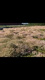 Sedum trays, Tuin en Terras, Planten | Tuinplanten, Ophalen, Vaste plant, Volle zon
