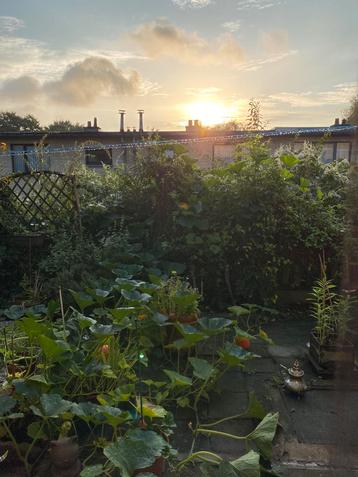 débroussaillage renouée du Japon + mauvaises herbes beschikbaar voor biedingen