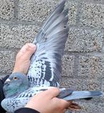 Postduif Direct J.E.D Karsten kweek duivin., Dieren en Toebehoren, Vogels | Duiven, Vrouwelijk, Postduif