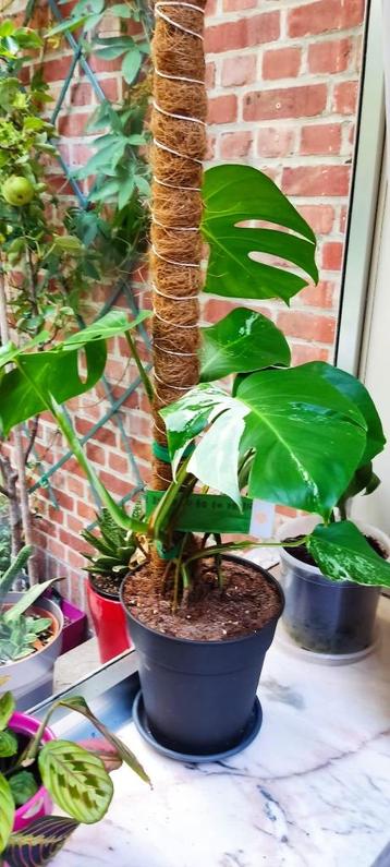 Monstera  beschikbaar voor biedingen