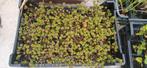 24x Bodembedekker, Tuin en Terras, Ophalen, Bodembedekkers, Volle zon, Vaste plant