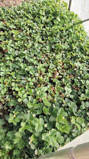 Aardbeiplanten beschikbaar voor biedingen