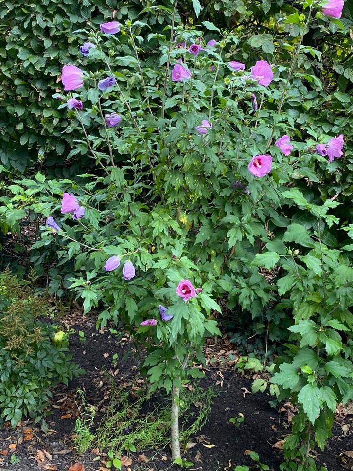 Hibiscus/Chinese roos.Vaste plant.Tuin en terras/Winterhard, Tuin en Terras, Planten | Tuinplanten, Vaste plant, Overige soorten