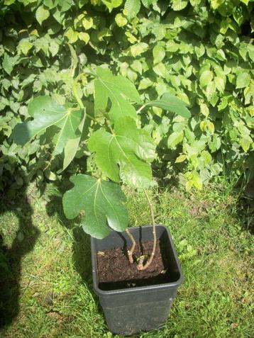 Ficus - Vijg 'Brown Turkey' beschikbaar voor biedingen