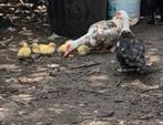 Barberies kuikens, Dieren en Toebehoren, Pluimvee