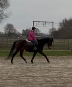 recreatie merrie /draagmerrie, Animaux & Accessoires, Chevaux, 11 ans ou plus, Débourré, Avec pedigree, 160 à 165 cm
