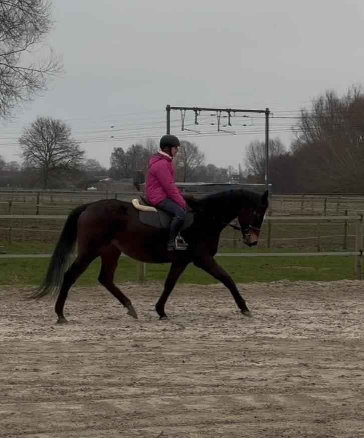 recreatie merrie /draagmerrie, Animaux & Accessoires, Chevaux, Jument, Débourré, 160 à 165 cm, 11 ans ou plus, Cheval de récréation