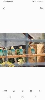 9 stuks bijeneters, Dieren en Toebehoren, Geringd