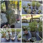 Potplanten voor binnen/ficus/begonia/pilea/chlorophytum, Ophalen, In pot