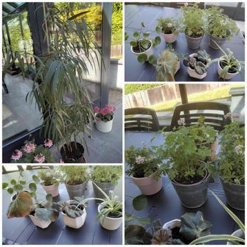 Potplanten voor binnen/ficus/begonia/pilea/chlorophytum beschikbaar voor biedingen