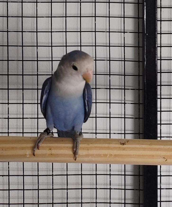 Dwergpapegaai Roseicolle, Dieren en Toebehoren, Vogels | Parkieten en Papegaaien, Dwergpapegaai of Agapornis, Geslacht onbekend