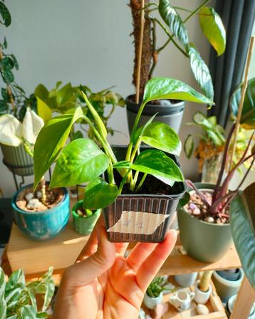 Golden Pothos - Epipremnum Aureum | 4 Potjes beschikbaar voor biedingen