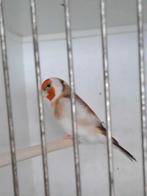 Major putter pop, Dieren en Toebehoren, Vogels | Overige Vogels, Vrouwelijk, Wildzangvogel, Geringd