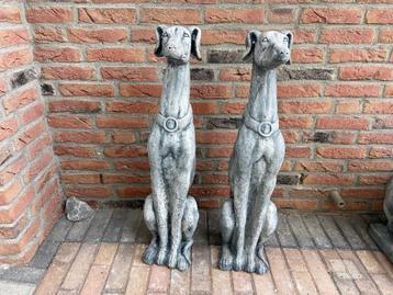 Nieuw : 2 Windhonden , Whippets. beschikbaar voor biedingen