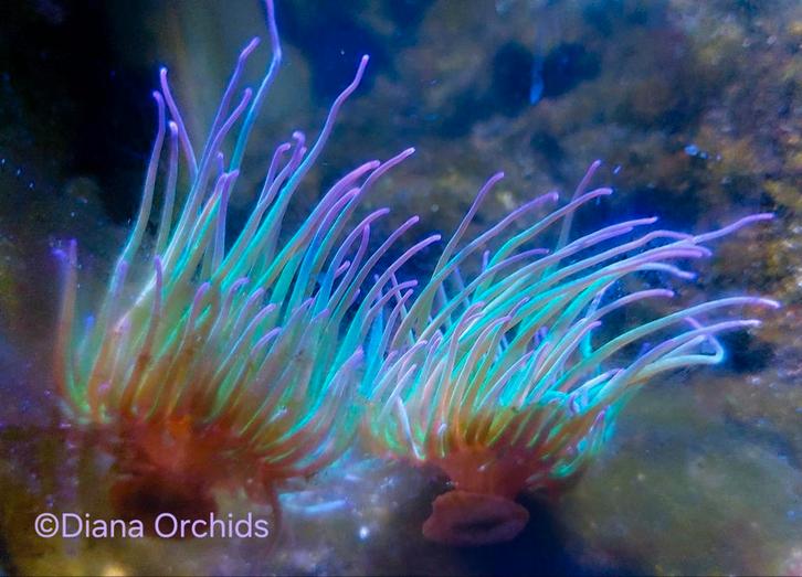 Zeldzame Zeeaquarium Anemoon Wasroos * Anemonia viridis, Dieren en Toebehoren, Vissen | Aquariumvissen