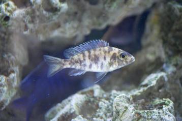 Poissons Cichlidés Malawi beschikbaar voor biedingen