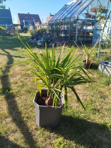 Trachycarpus Fortunei palmboom winterhard beschikbaar voor biedingen