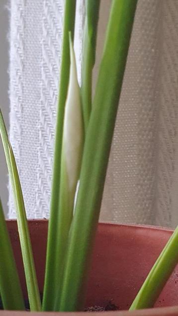 Jonge LUCHTZUIVERENDE lepelplant, vredeslelie, spathiphyllum beschikbaar voor biedingen