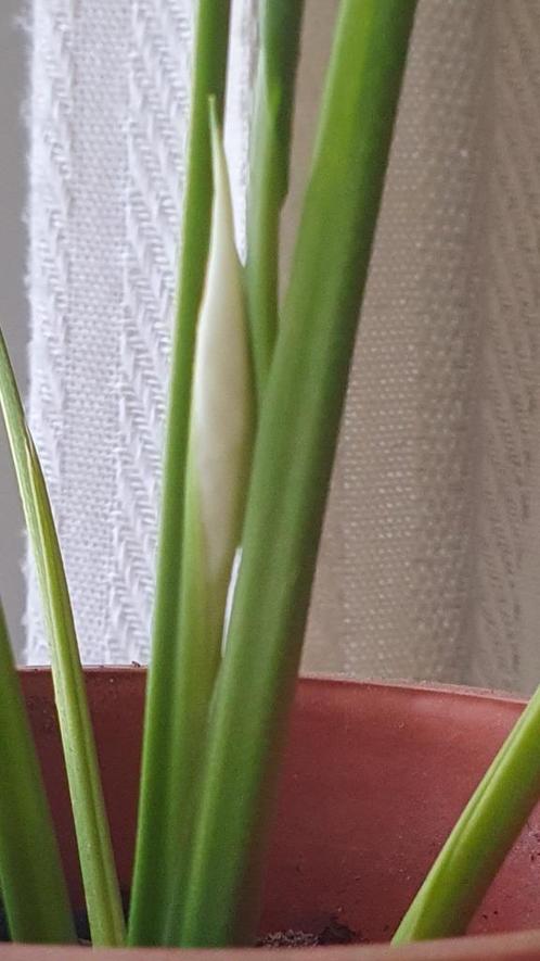 Jonge LUCHTZUIVERENDE lepelplant, vredeslelie, spathiphyllum, Huis en Inrichting, Kamerplanten, Bloeiende kamerplant, Halfschaduw