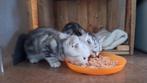 Brits Korthaar, Poes, Gechipt, 0 tot 2 jaar