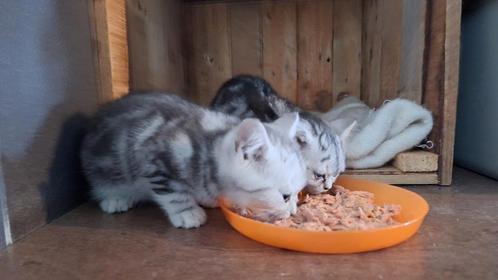 Brits Korthaar, Dieren en Toebehoren, Katten en Kittens | Raskatten | Korthaar, Poes, 0 tot 2 jaar, Gechipt, Ontwormd, Ingeënt