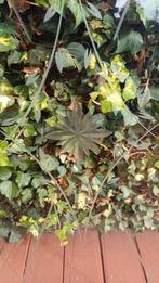 Geslepen glas, Ophalen, Gevelraam of Ruit, Minder dan 80 cm, 120 tot 160 cm