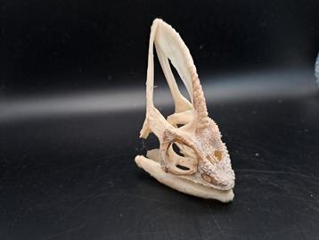 Crâne de caméléon du Yémen 