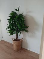 Nieuwe kunstplant mangoboom, Huis en Inrichting, Woonaccessoires | Kunstplanten en Kunstbloemen, Ophalen, Nieuw