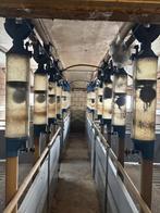 Opfok hokken [751], Dieren en Toebehoren, Stalling en Weidegang, Opfok