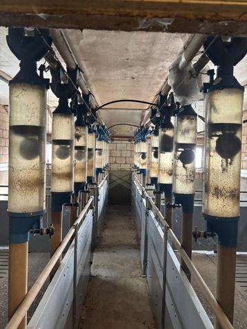 Opfok hokken [751]  beschikbaar voor biedingen