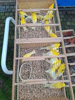 Kanaries raza 15 euro stuk jonge vogels niet geringd