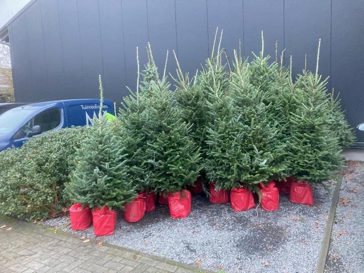 Kerstbomen te koop, Divers, Noël, Neuf, Enlèvement