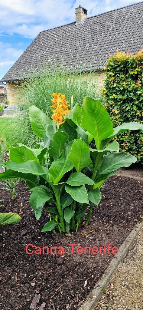 Canna Tenerife & Canna stuttgart, Tuin en Terras, Planten | Tuinplanten, Vaste plant, Halfschaduw, Ophalen