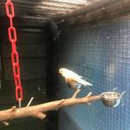 KAKARIKI 2024, Animaux & Accessoires, Oiseaux | Perruches & Perroquets, Plusieurs animaux, Perruche, Bagué