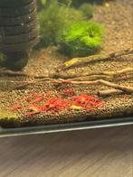 Bloody mary neocaridina garnalen