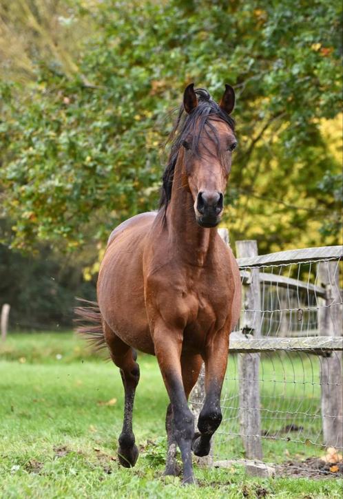 Enorm lieve en slimme ruin, Dieren en Toebehoren, Paarden, Ruin, Zadelmak, Minder dan 160 cm, 3 tot 6 jaar