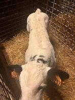 Stierkalf, Dieren en Toebehoren, Runderen