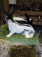 Lotharinger, Dieren en Toebehoren, Konijnen