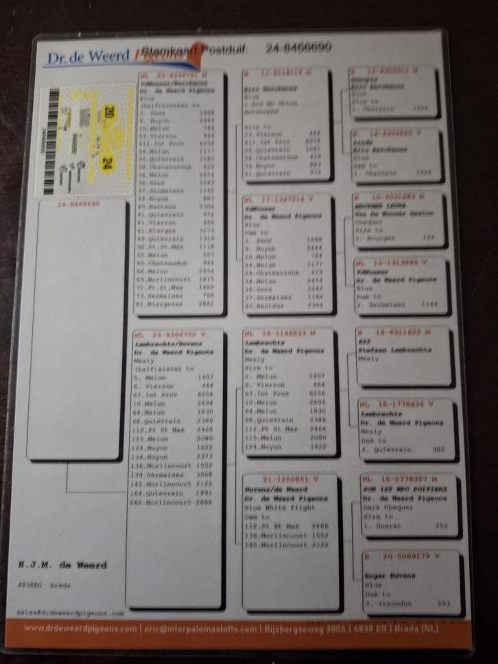 14 topkwekers met superstamkaarten in 1 koop, Dieren en Toebehoren, Vogels | Duiven, Postduif, Meerdere dieren