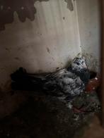 Mooie en meerdere  leeftijden, Dieren en Toebehoren